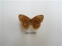 藏品(眉眼蝶)的圖片